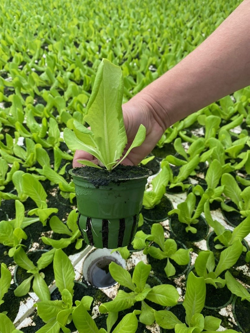 pond water leafy greens.jpg